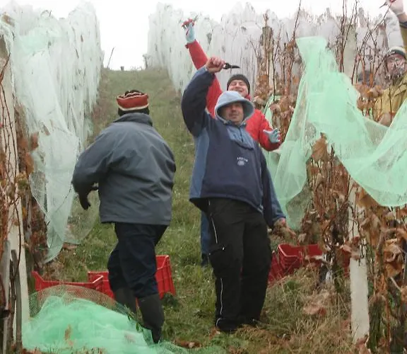 Alojamento de Turismo Rural Turisticna Kmetija Dervaric